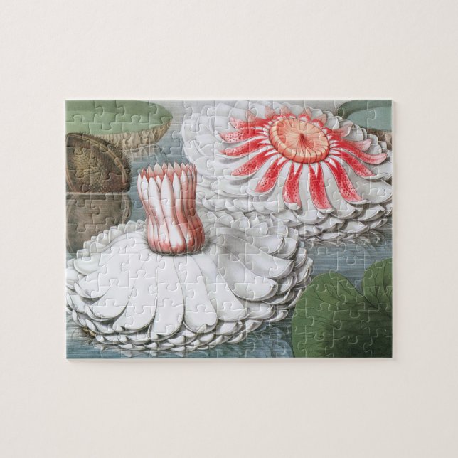 Vintage Wasserlilien Blume im Garten (Horizontal)