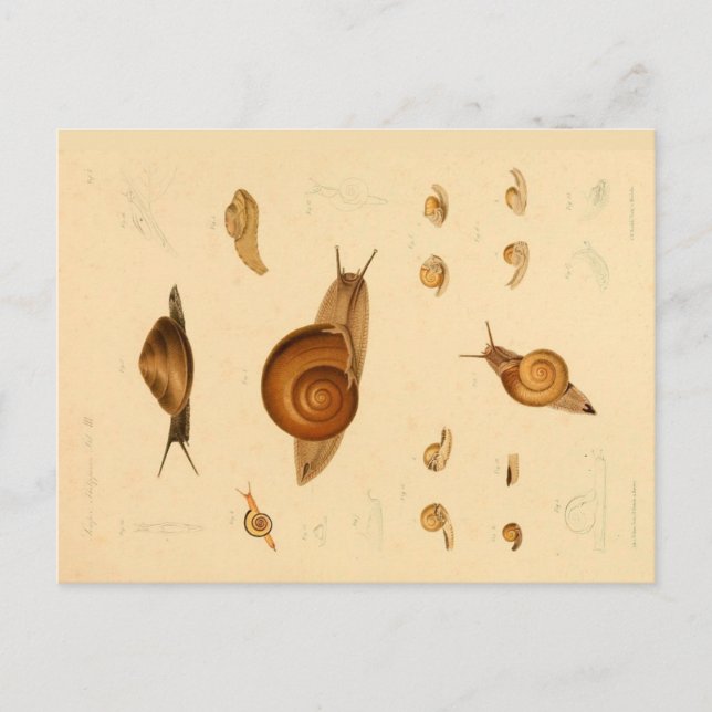 Vintage Weichtiere und Schnecken Postkarte (Vorderseite)