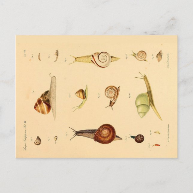 Vintage Weichtiere und Schnecken Postkarte (Vorderseite)