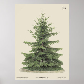 Vintage Weihnachtskiefer Vintage Poster