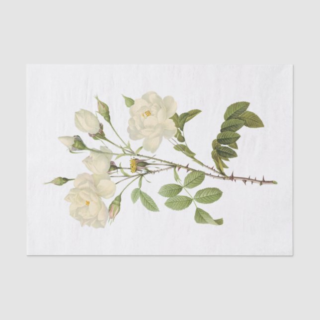 Vintage Weiße Rosen #2 Blume Blumenstrauß Seidenpapier (Vorderseite)