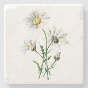 Vintage weißes Gänseblümchen-Blumen-Illustration Steinuntersetzer