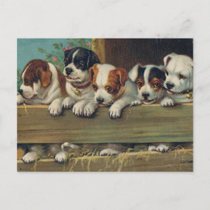 Vintage Welpen Postkarte