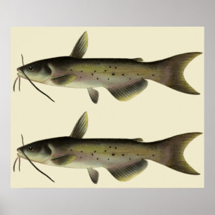 Vintage Wels, Meereslebewesen, Flusstier Poster