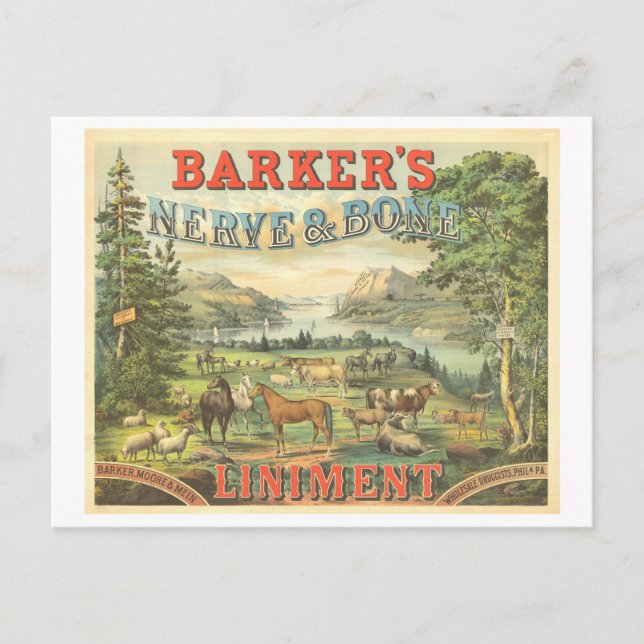 Vintage Werbemittel Patentmedizin für Pferde Postkarte (Vorderseite)