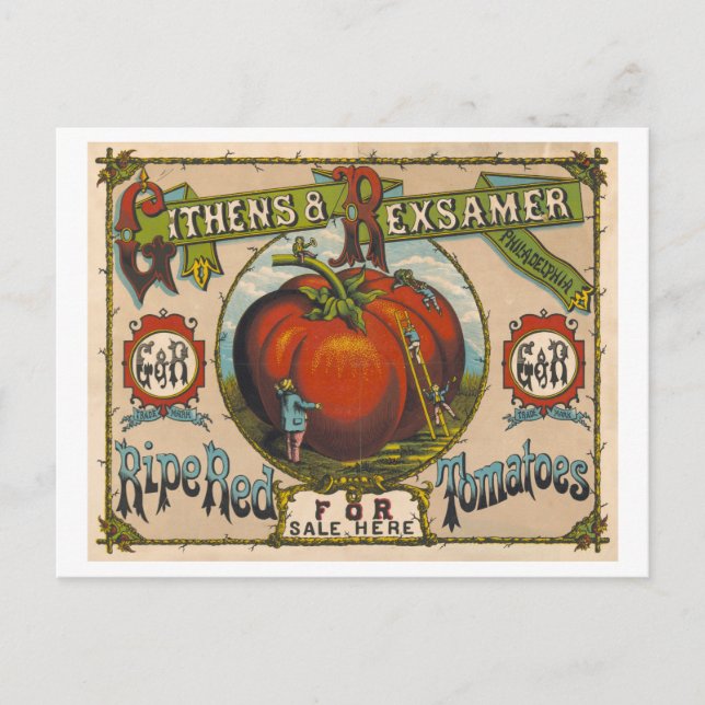 Vintage Werbung für reife rote Tomaten Postkarte (Vorderseite)