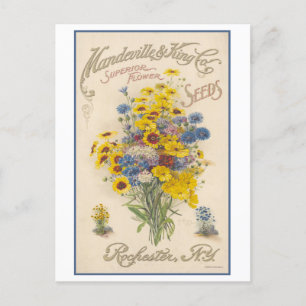 Vintage Werbung Mandeville Blume Saatgut Postkarte