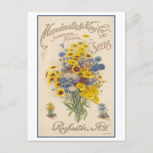 Vintage Werbung Mandeville Blume Saatgut Postkarte (Vorderseite)