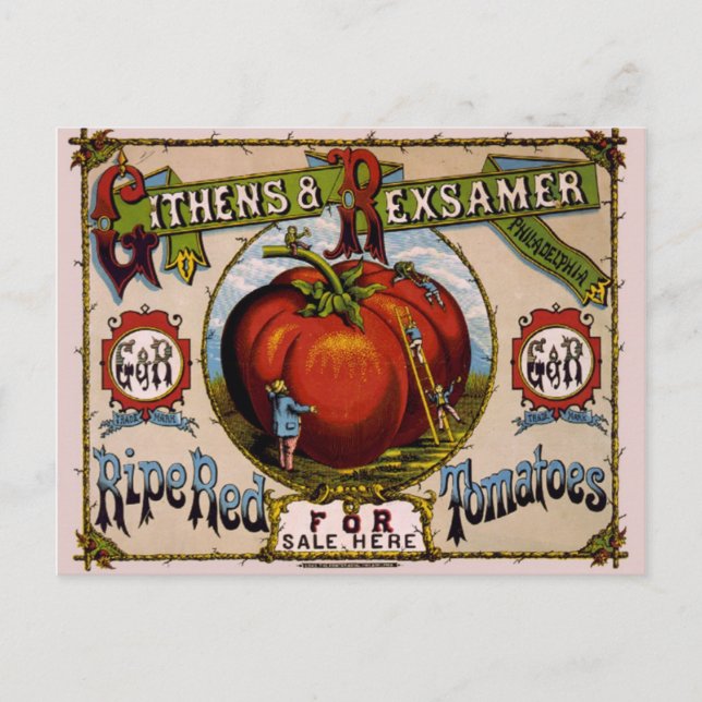 Vintage Werbung Reifende rote Tomaten Postkarte (Vorderseite)