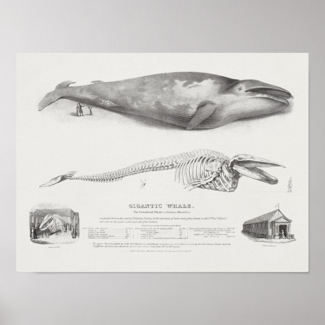 Vintage Whale-Illustration Poster (Vorne)