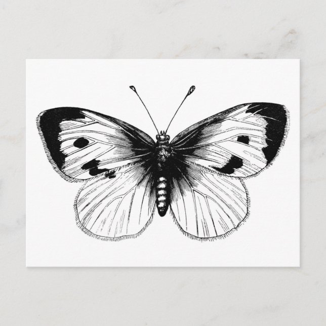 Vintage White Cabbage Butterfly Illustration Postkarte (Vorderseite)
