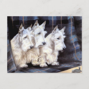 Vintage White Scottish Terriers Scotties Postcard Postkarte