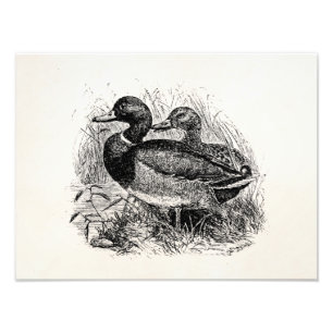 Vintage Wild-Mallard-Enten-Personalisierte Vorlage Fotodruck