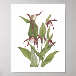 Vintage Wildblume der Bergladonna Poster
