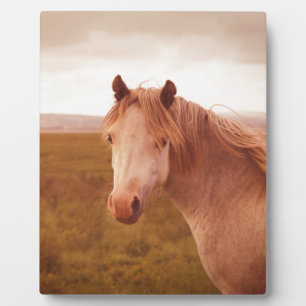 Vintage Wildpferd Fotoplatte
