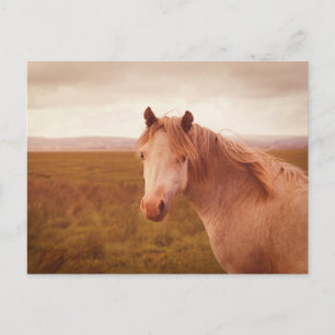 Vintage-Wildpferd Postkarte