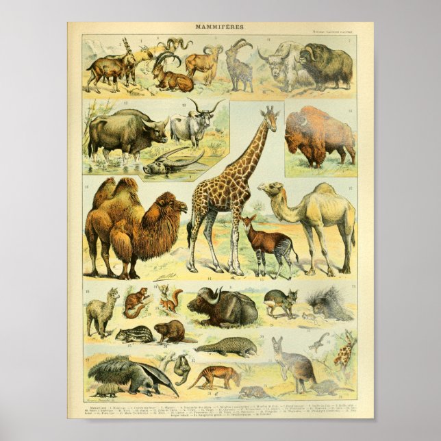 Vintage Wildtiere Print Poster (Vorne)
