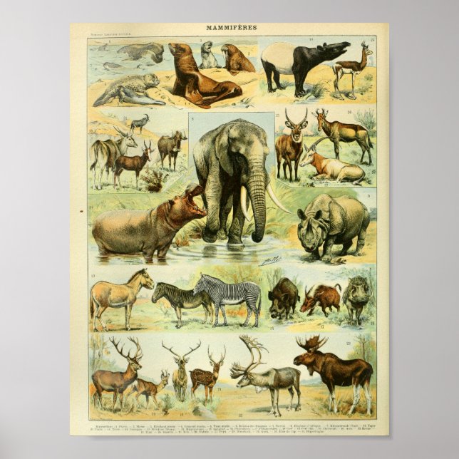 Vintage Wildtiere Print Poster (Vorne)