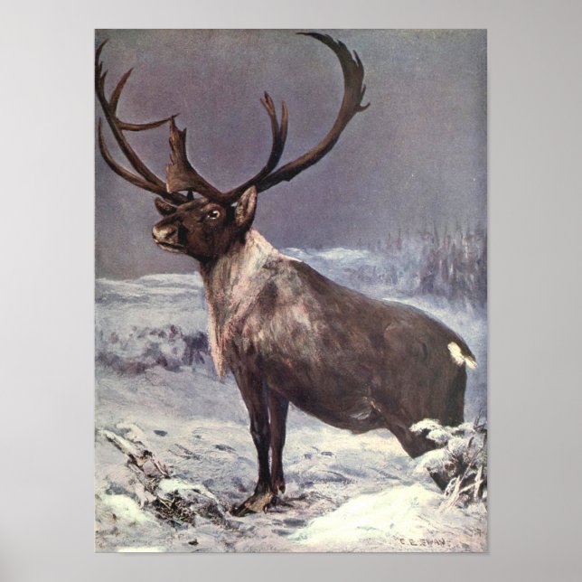 Vintage Wildtiere, Rentier Kariou von CE Swan Poster (Vorne)