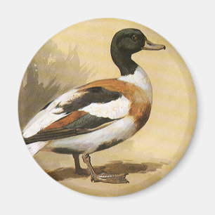 Vintage-Wildtiere Vögel, Stockenten Magnet