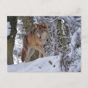 Vintage Winterwolf Postkarte