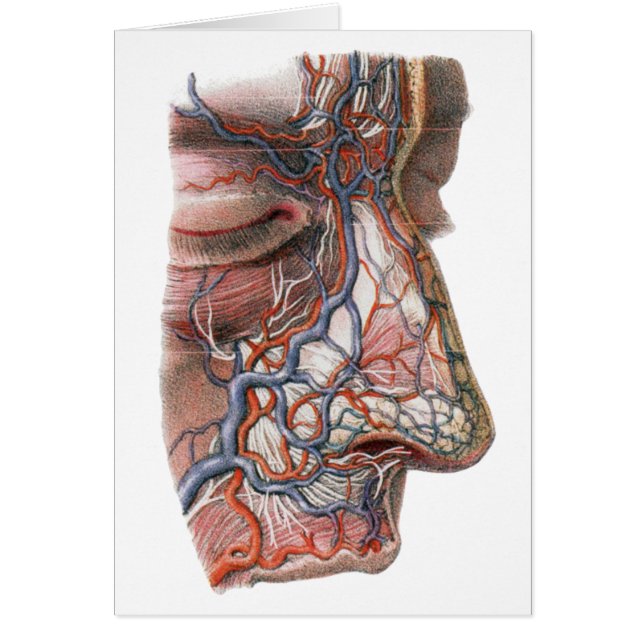 Vintage Wissenschaft menschliche Anatomie, Angesic (Vorne)