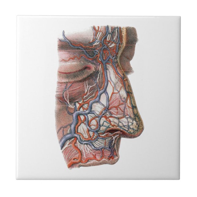 Vintage Wissenschaft menschliche Anatomie, Angesic Fliese (Vorderseite)