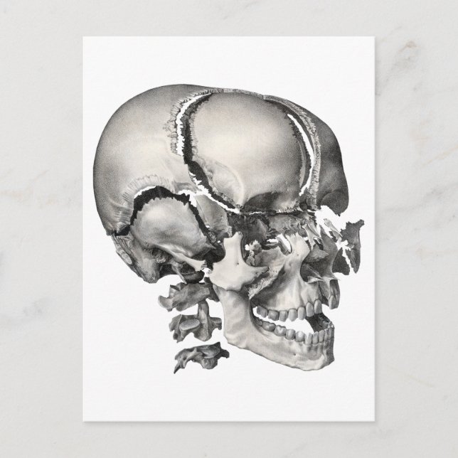 Vintage Wissenschaft menschliche Anatomie, antiker Postkarte (Vorderseite)
