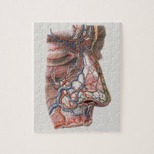 Vintage-Wissenschaft menschliche Anatomie, Gesicht