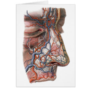 Vintage-Wissenschaft menschliche Anatomie, Gesicht