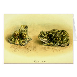 Vintage wissenschaftliche Illustration Spadefoot