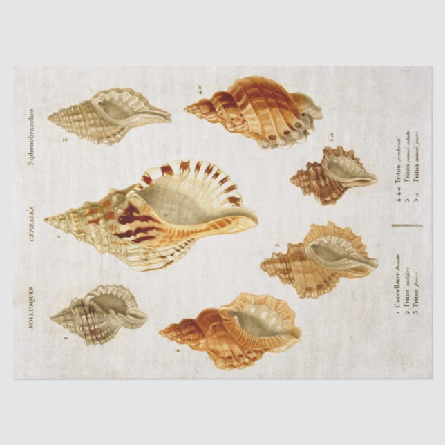 Vintage wissenschaftliche Molluskillustration Seidenpapier (Vorderseite)