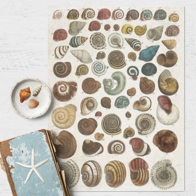 Vintage wissenschaftliche Muscheln Seidenpapier (Von Creator hochgeladen)