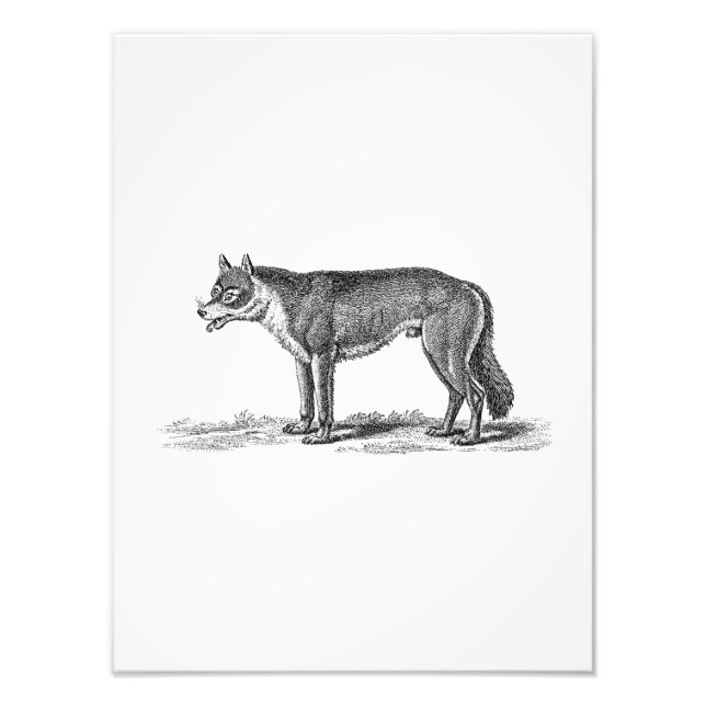 Vintage Wolf-Illustration - Wolfenvorlage aus dem  Fotodruck (Vorne)