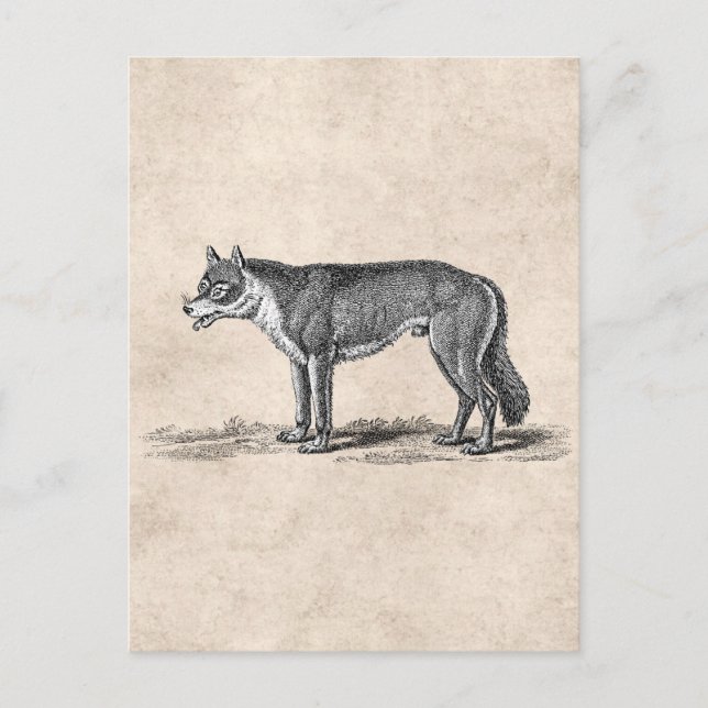 Vintage Wolf-Illustration - Wolfenvorlage aus dem  Postkarte (Vorderseite)