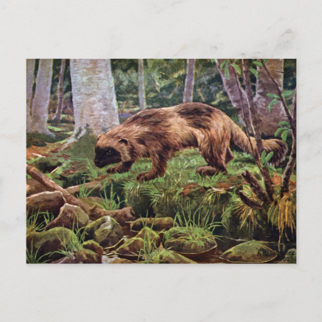 Vintage Wolverine-Illustration Postkarte (Vorderseite)