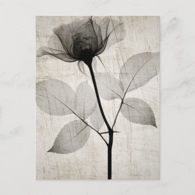 Vintage X-Ray Flower w/ Leaves Postkarte (Vorderseite)
