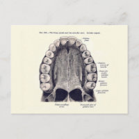 Vintage Zähne und Gaumendiagramm
