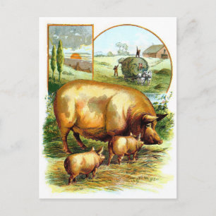 Vintage Zeichnung: Mutter Schwein mit Ferkeln Postkarte
