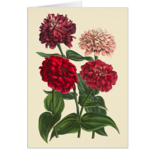 Vintage Zinnias durch Louis Benoit van Houtte