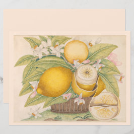 Vintage Zitronen Zitrusfrüchte Zeichnend Scrapbook