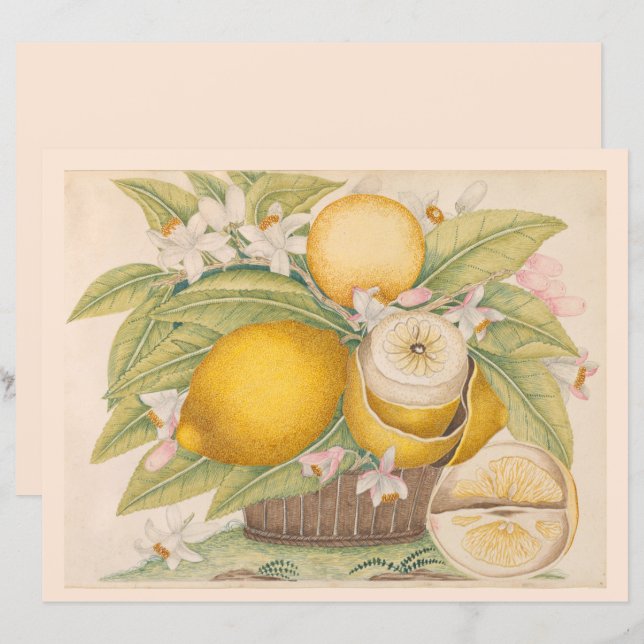 Vintage Zitronen Zitrusfrüchte Zeichnend Scrapbook (Vorne/Hinten)
