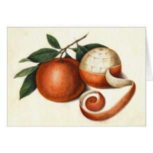 Vintage Zitrusfrucht - antike chinesische Orangen