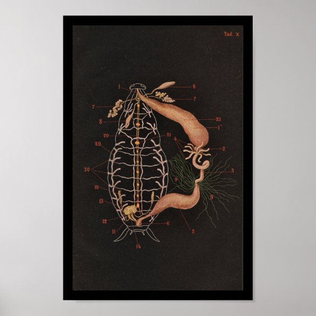 Vintage Zoologie Poster (Vorne)