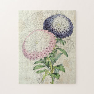 Vintage Zwerge Chrysanthemum-Flower-Aster