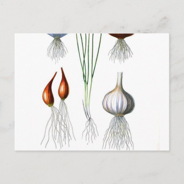 Vintage Zwiebel Botanische Schrift Postkarte (Vorderseite)