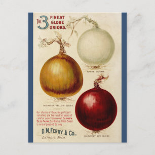 Vintage-Zwiebel-Chart-Illustrationskarte Postkarte