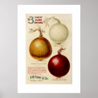 Vintage Zwiebeldiagrammabdruck