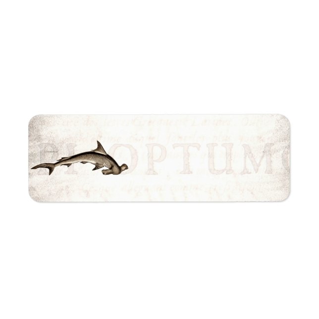 Vintagen 1800er Hammerhead Shark Old Hammer Head (Vorne)