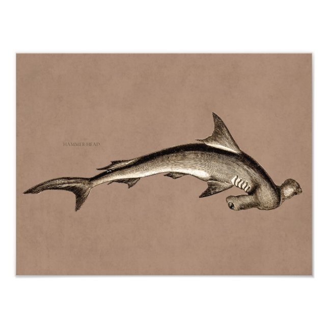 Vintagen 1800er Hammerhead Shark Old Hammer Head Fotodruck (Vorne)